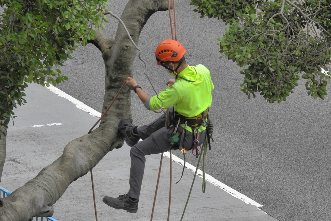 Arborist assessing a large tree before removal in Longview, TX